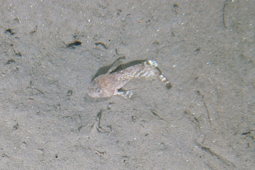 Arctic hookear sculpin (Artediellus uncinatus) — Cottidae — 4