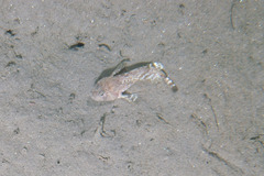 Arctic Hookear Sculpin photo 5