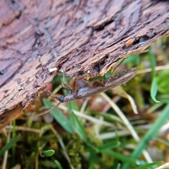 Calopus serraticornis