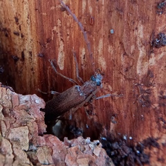 Calopus serraticornis