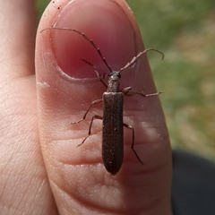 Calopus serraticornis