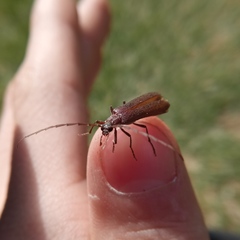 Calopus serraticornis