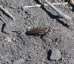 Graptostylus dolosus