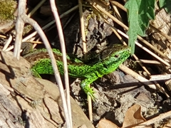 Lacerta agilis