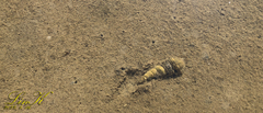 Batillaria zonalis
