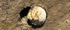 Cyclina sinensis