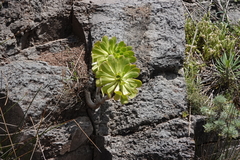 Aeonium arboreum image