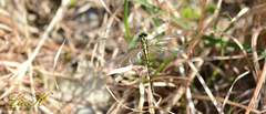 Trigomphus citimus