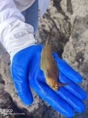 Cristiceps aurantiacus