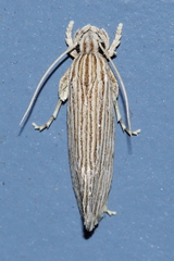 Moerarchis hypomacra