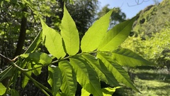 Picrasma quassioides