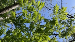 Picrasma quassioides