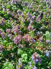 Corydalis solida