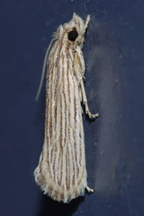 Moerarchis hypomacra