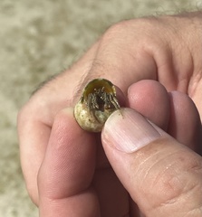 Clibanarius taeniatus