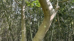 Picrasma quassioides