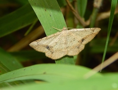 Chiasmia suriens