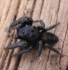 Nigorella hirsuta