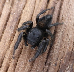 Nigorella hirsuta