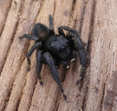 Nigorella hirsuta