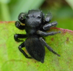 Nigorella hirsuta