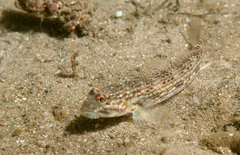 Istigobius hoesei