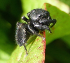 Nigorella hirsuta