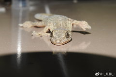 Gekko japonicus