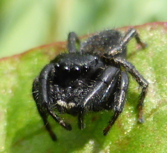 Nigorella hirsuta