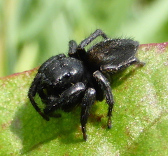 Nigorella hirsuta