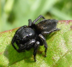Nigorella hirsuta