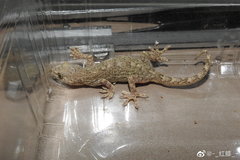 Gekko japonicus