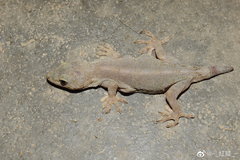 Gekko japonicus