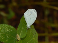 Leptosia alcesta