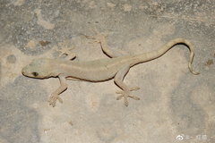 Gekko japonicus
