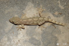 Gekko japonicus