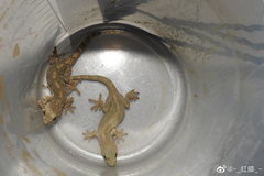 Gekko japonicus