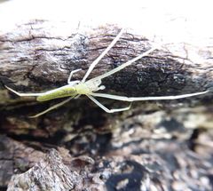 Tetragnatha bogotensis