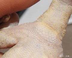 Gekko japonicus