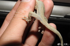 Gekko japonicus