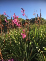 Watsonia knysnana