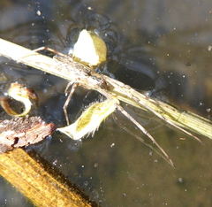 Tetragnatha demissa
