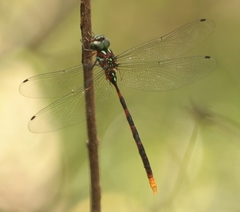 Dromaeschna weiskei
