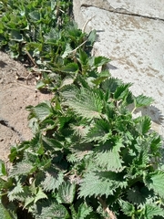 Urtica dioica