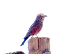 Coracias naevius mosambicus