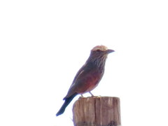 Coracias naevius mosambicus