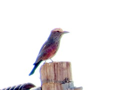 Coracias naevius mosambicus