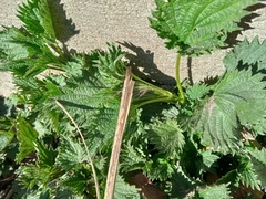 Urtica dioica