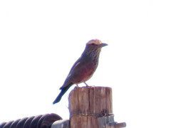 Coracias naevius mosambicus