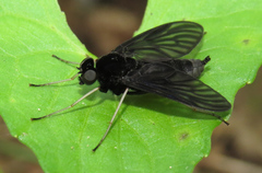 Chrysopilus velutinus